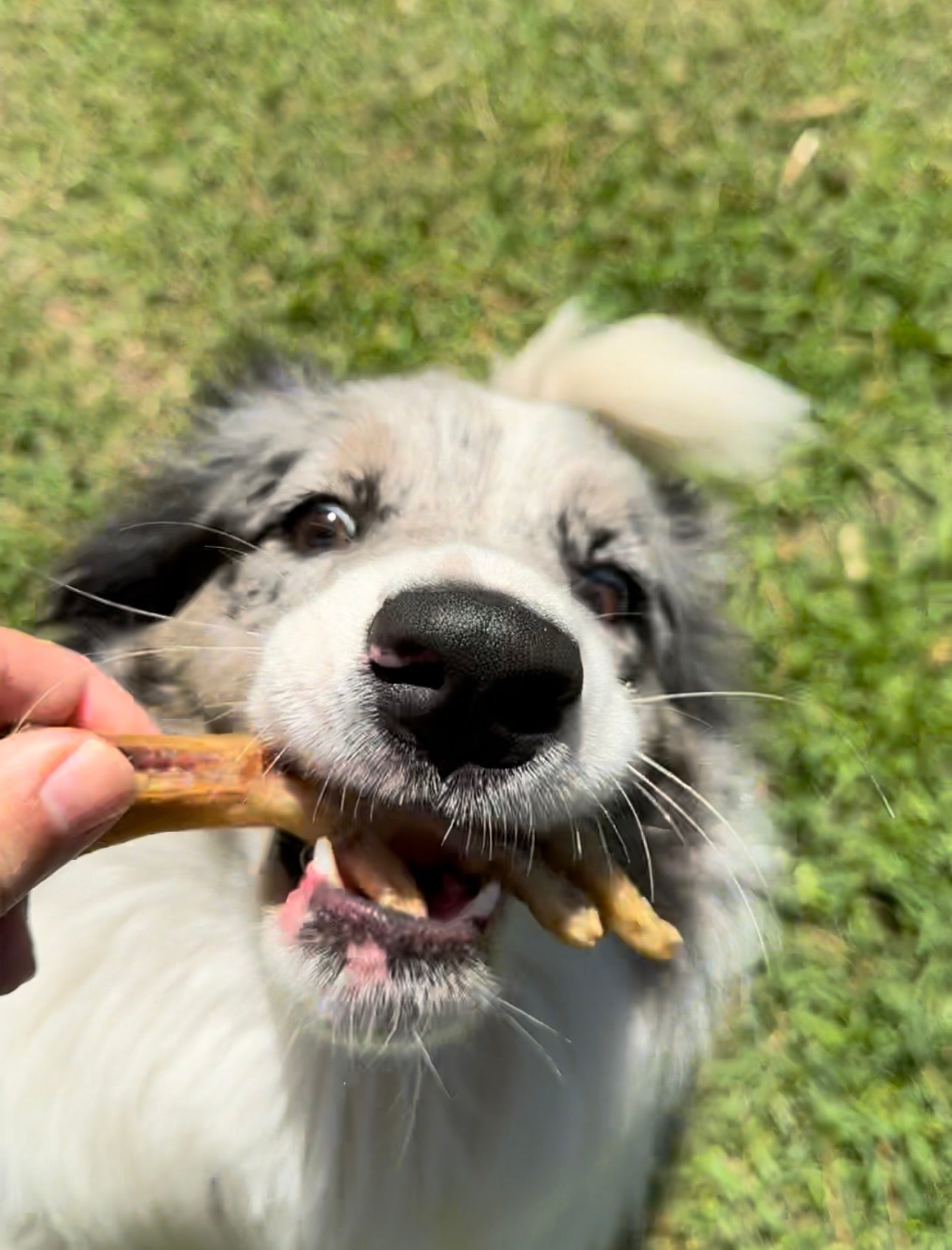 Chicken Feet