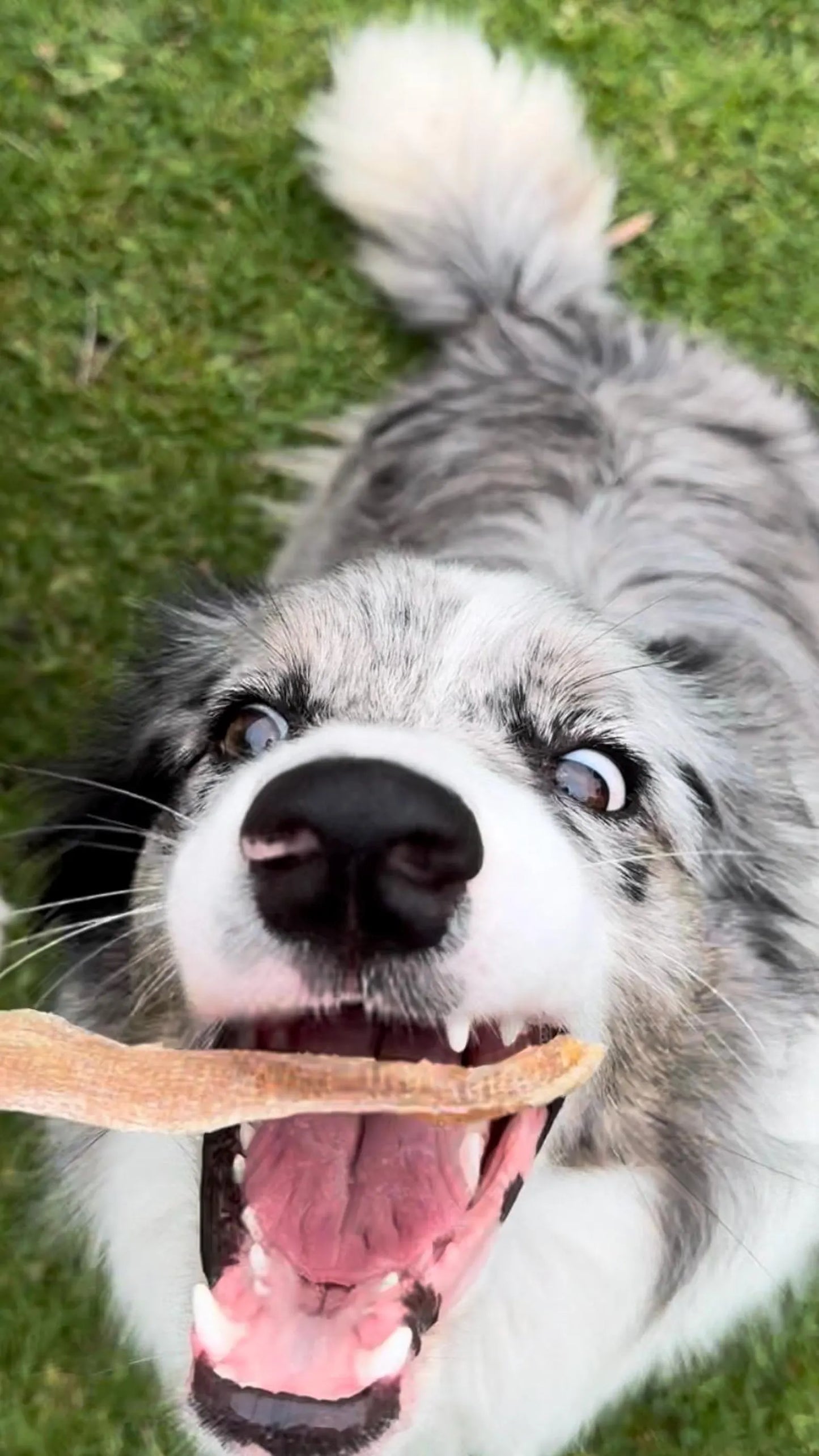 Chicken Jerky